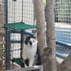Lieber Tommy (Felv pos.) sucht Körbchen