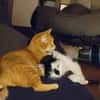 Lieber Tommy (Felv pos.) sucht Körbchen