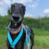 Gitana - Zuhause gesucht  - dringend