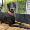 Gitana - Zuhause gesucht  - dringend
