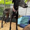 Gitana - Zuhause gesucht  - dringend