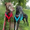 Gitana - Zuhause gesucht  - dringend