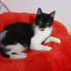 Shira sucht dringend ein Zuhause