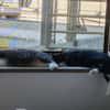 Shira sucht dringend ein Zuhause