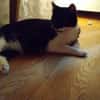 Shira sucht dringend ein Zuhause