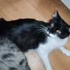 Shira sucht dringend ein Zuhause