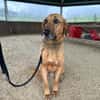 Bailey charakterstarker Mischling Rüde