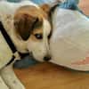 Sharky: Menschenfreund sucht Familie