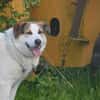 Sharky: Menschenfreund sucht Familie