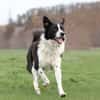Jumpy