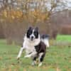 Jumpy
