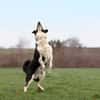 Jumpy
