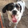 Freundlicher Toffee sucht seine Familie