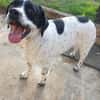 Freundlicher Toffee sucht seine Familie