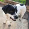Freundlicher Toffee sucht seine Familie