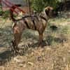 Abenteuer Bruno sucht seine Familie!
