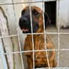 Abenteuer Bruno sucht seine Familie!