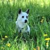 Aiko auf Pflegestelle