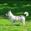 Aiko auf Pflegestelle