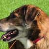 Marius ist ein Gute-Laune-Hund