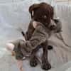 Jasper - junger Wilder sucht Zuhause