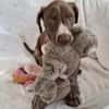 Jasper - junger Wilder sucht Zuhause