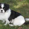 Barney in 47551 Bedburg-Hau #