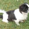 Barney in 47551 Bedburg-Hau #