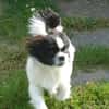 Barney in 47551 Bedburg-Hau #