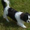 Barney in 47551 Bedburg-Hau #