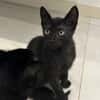 Dewey [Chaton]