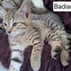 BADIANE QCT