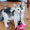 TIGROU