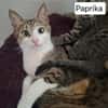 PAPRIKA QCT