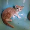 FIFI