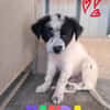 PANDA, cucciolo monello