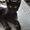 Woltie
