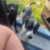 Damiansucht ein schönes Zuhause