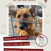 Doro sucht ab November ein zu Hause
