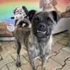 Rifki sucht ab November ein zu Hause