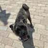 Rifki sucht ab November ein zu Hause
