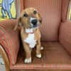 Kleine Bailey sucht ab Nov ein zu Hause
