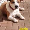 Jade ❤❤