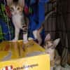 Malina und Ljuba aus dem Tierschutz