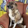 Emma sucht ab November ein zu Hause