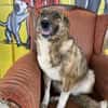 Emma sucht ab November ein zu Hause