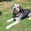 Senior Merlin hat 2. Chance verdient