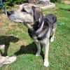 Senior Merlin hat 2. Chance verdient