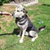 Senior Merlin hat 2. Chance verdient