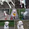 Hübsche Labrador Mix Hündin